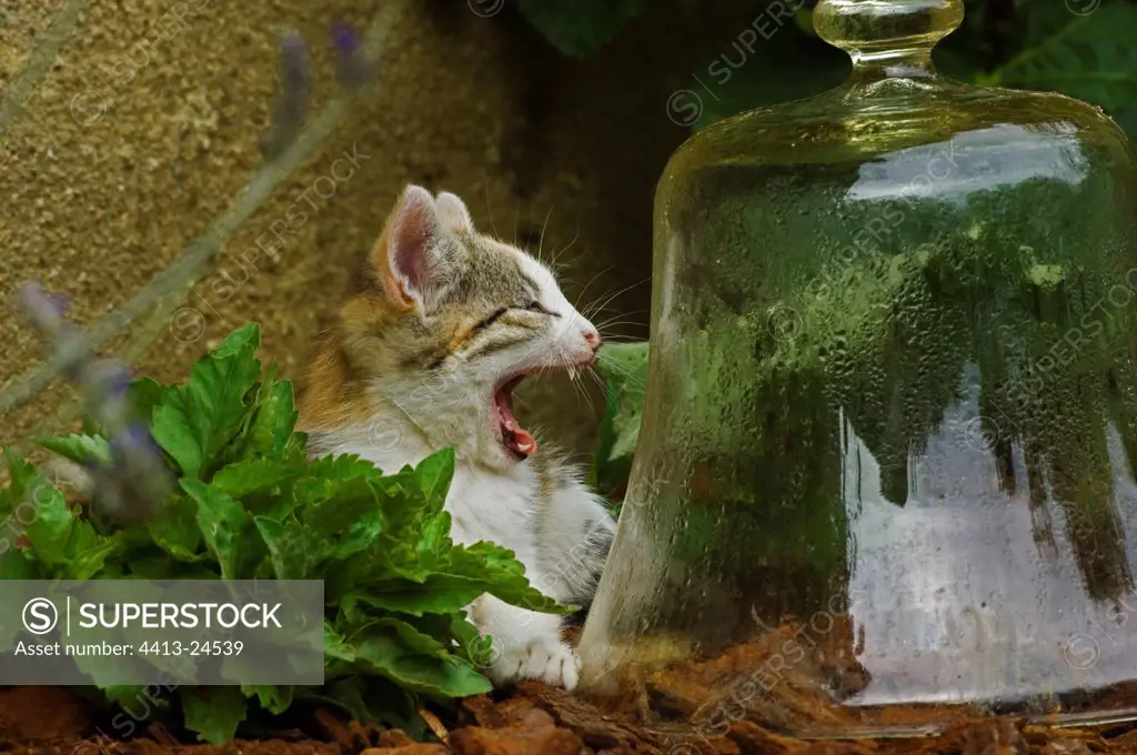 Kitten yawning in front of a garden cloche