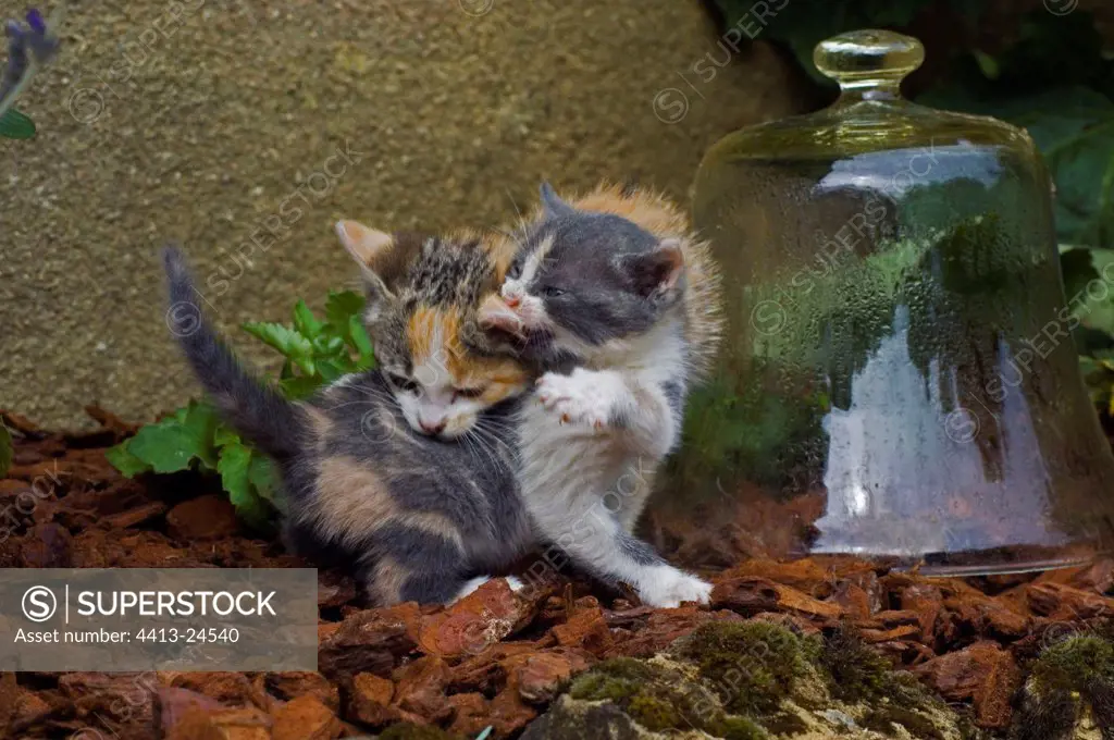 Six weeks kittens playing in front of a garden cloche