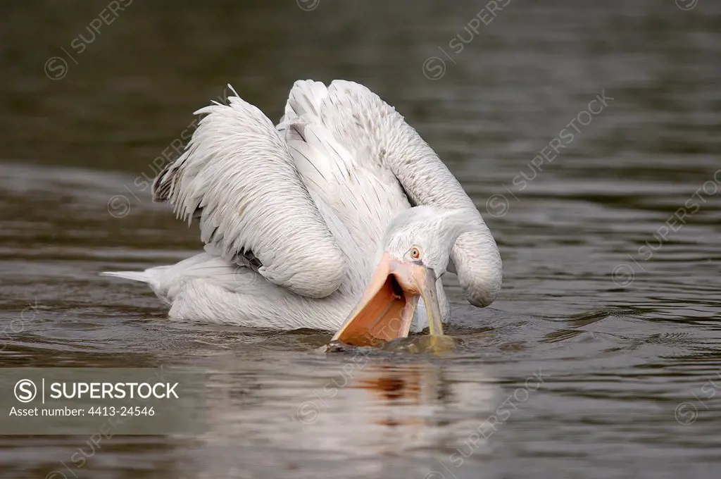 Pelican fishing with its beak