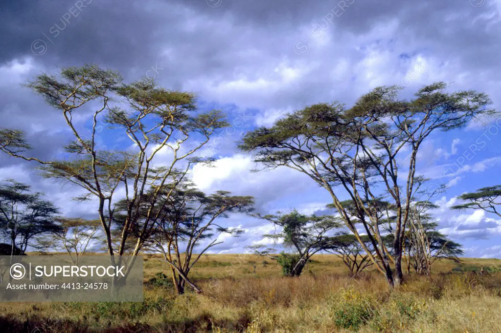Fever trees in savanna Nairobi NP Kenya