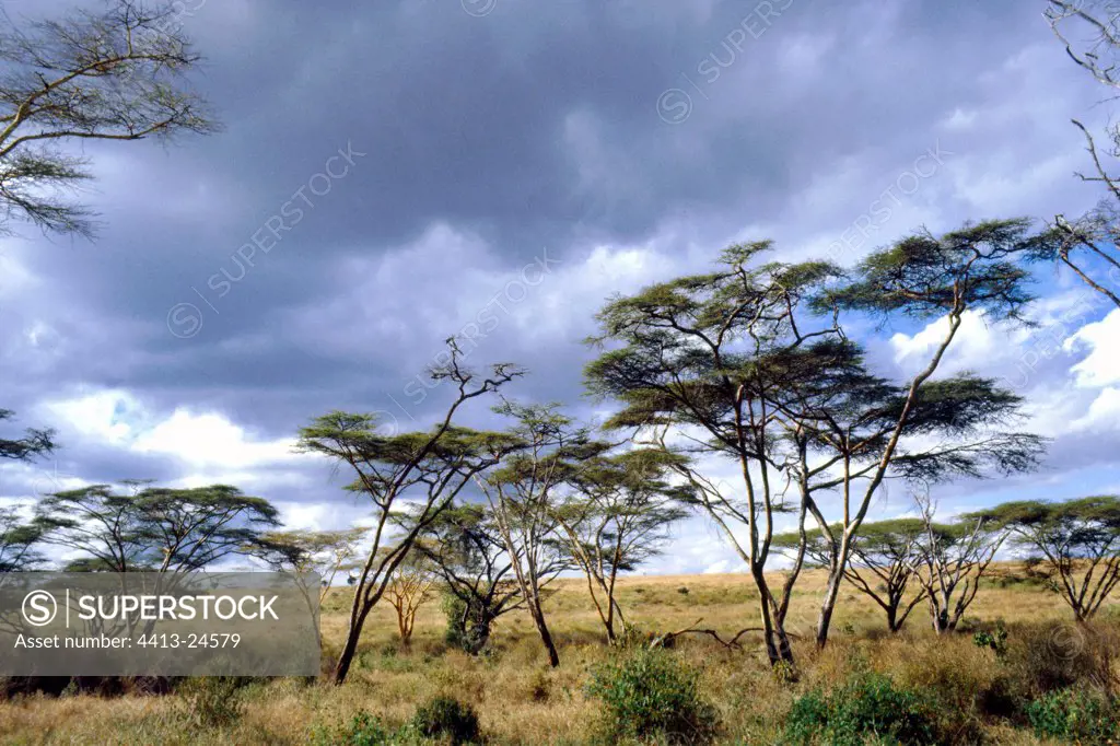 Fever trees in savanna Nairobi NP Kenya