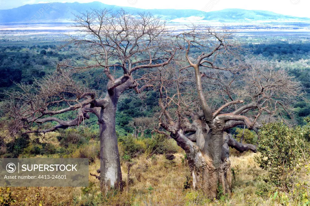 Babobab trees and shrub savanna in Manyara Lake NP