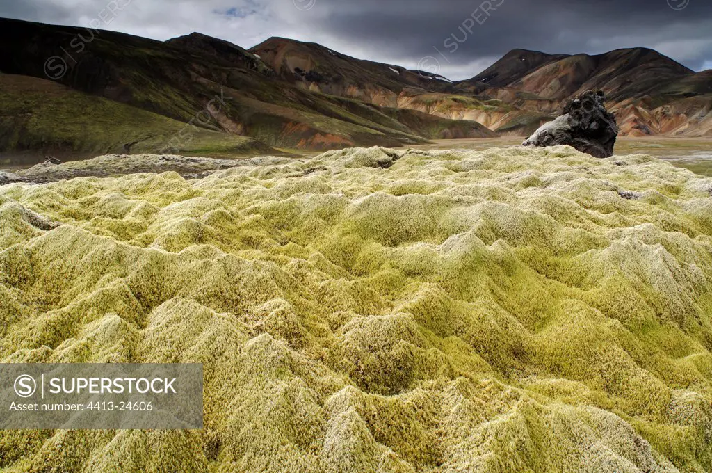 Moss-covered rocks Landmannalaugar Iceland