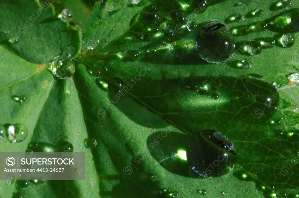 Waterdrops on a leaf of Lady's Mantle Iceland