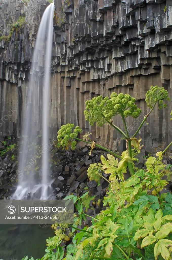 Wild Angelicas in front of Svartifoss falls Iceland