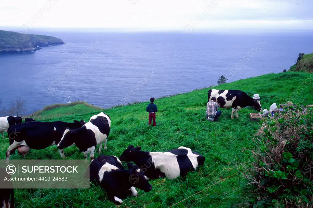 Cows in a meadow near the sea Azores Portugal