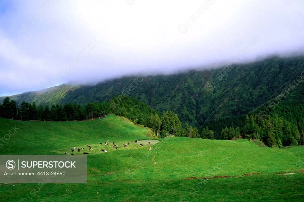 Cows in a meadow and fog on the mountain Portugal