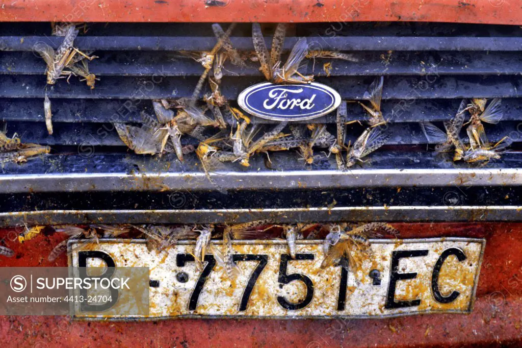 African locusts crushed on a car Morocco