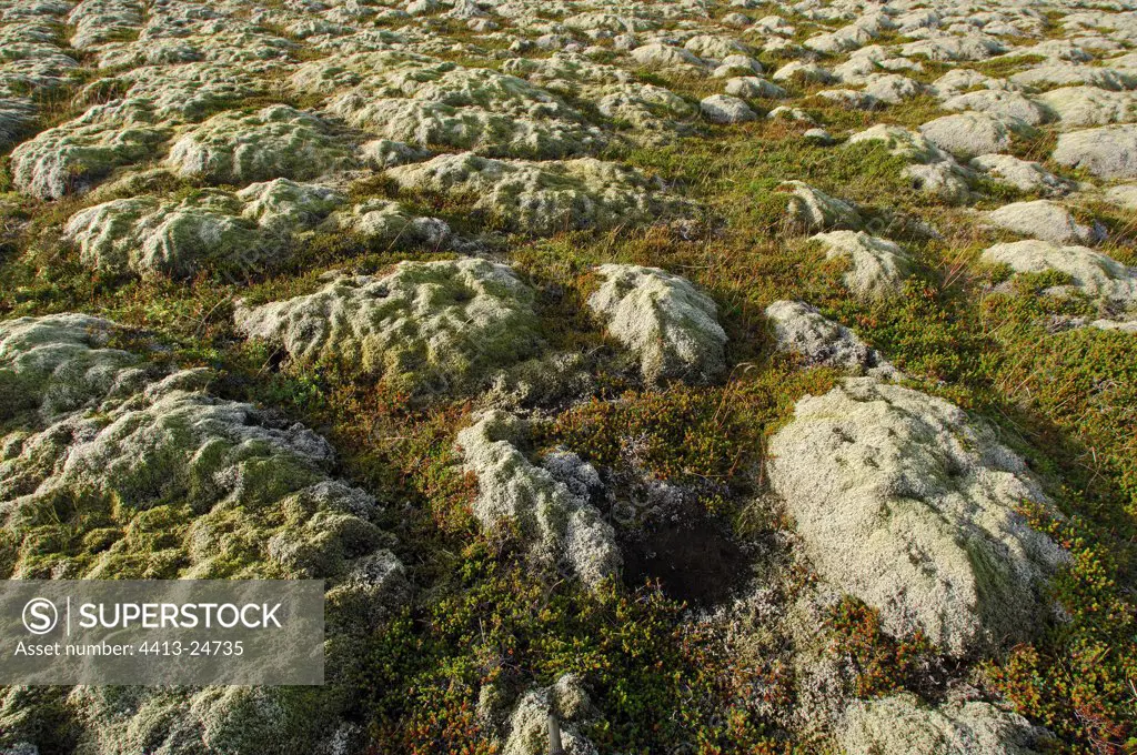 Moss carpet on rocks Iceland