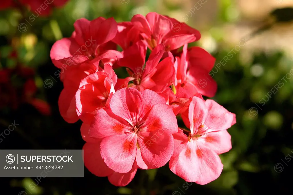 Pink portrait of flowers