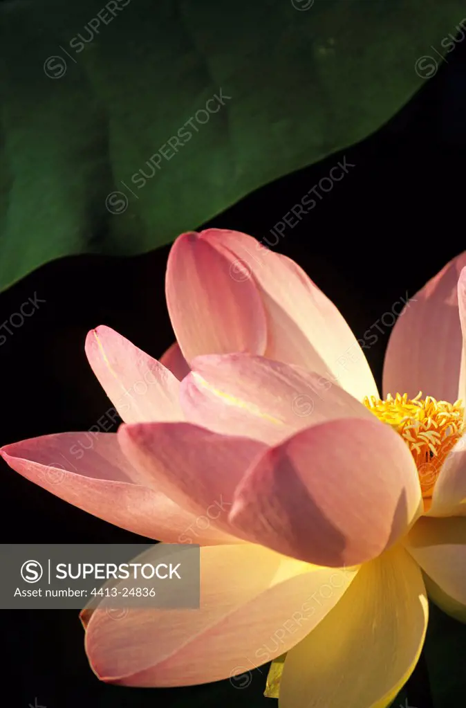 Lotus flower France