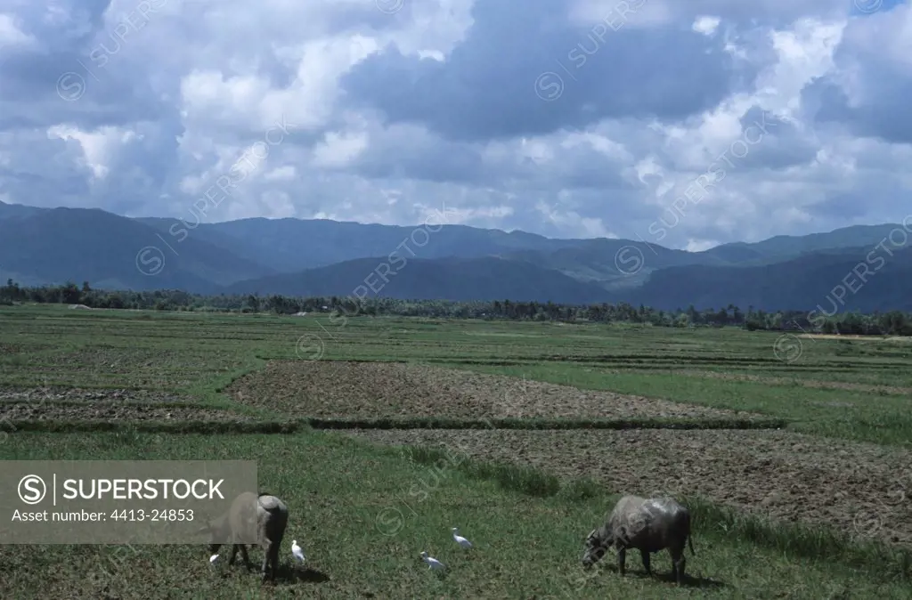 Water buffaloes and Egrets in the rice plantations Vietnam