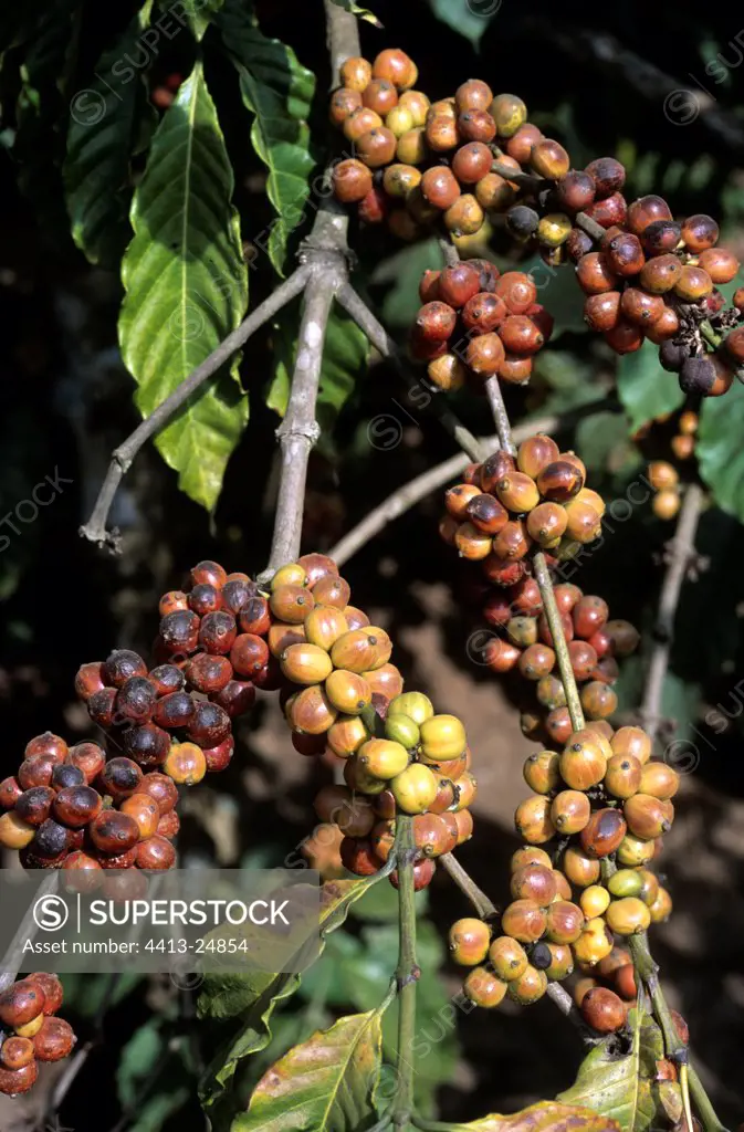 Coffee Arabica maturing on branch of Coffee-tree Vietnam