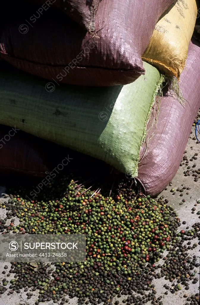 Coloured bag and coffee beans arabica Vietnam Center