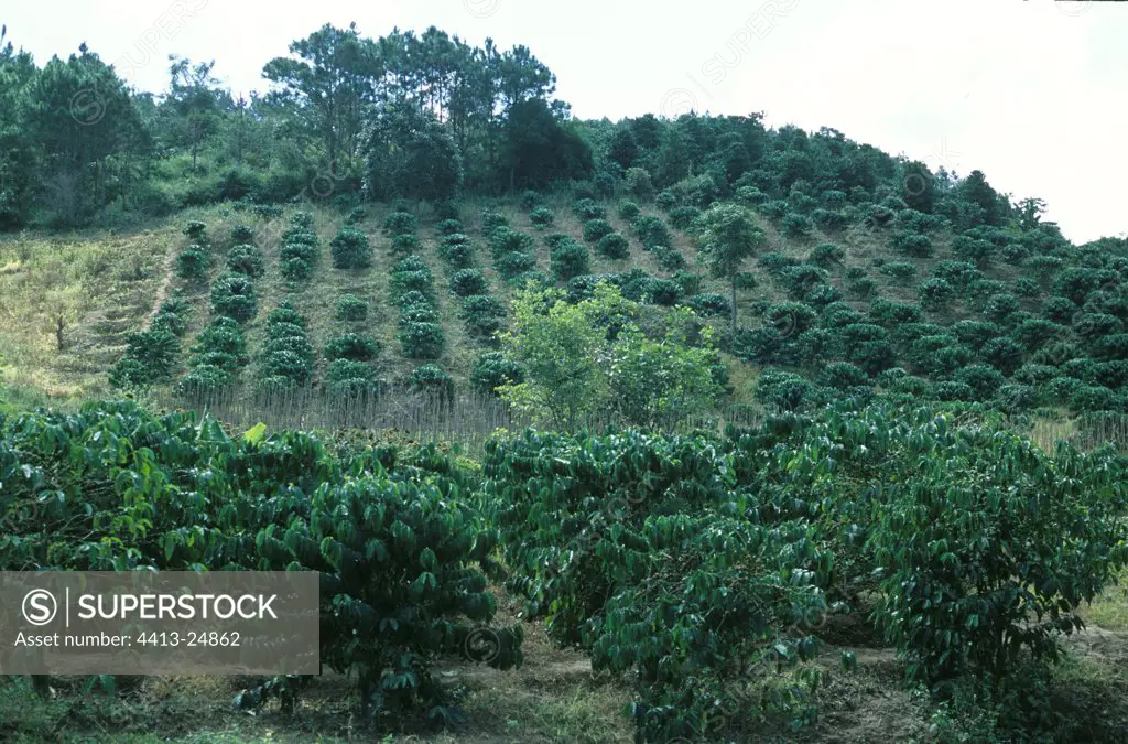 Rotating crop of pepper and coffee arabica Vietnam