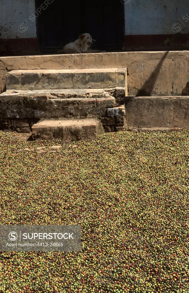 Coffee arabica drying with the sun on the ground Vietnam