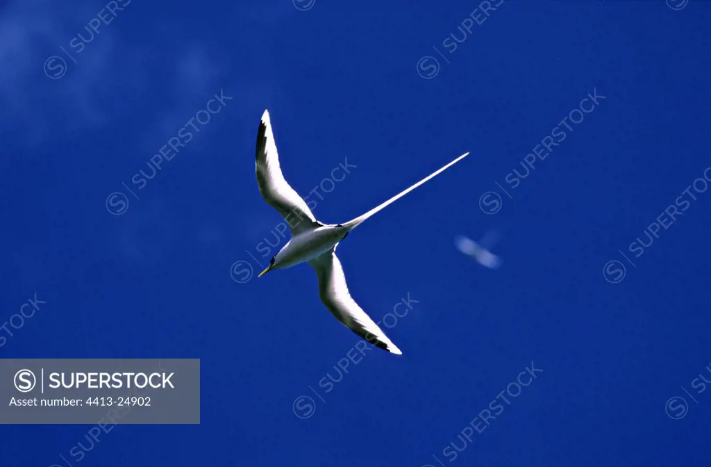 White-tailed Tropicbird flying