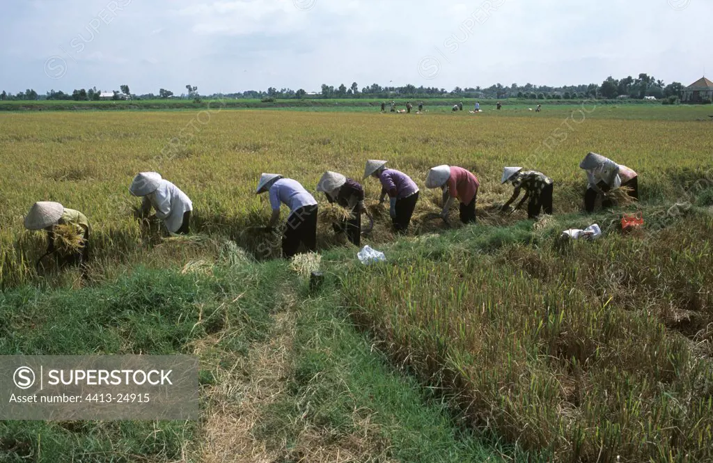 Rice reapers with a small sickle Mekong delta Vietnam