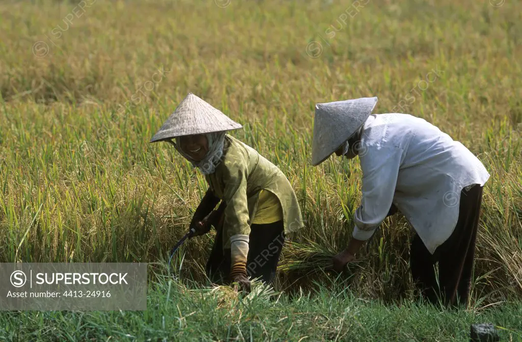 Rice reapers with a small sickle Mekong delta Vietnam