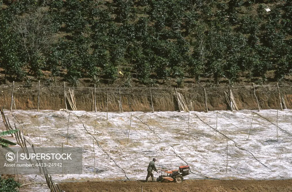 Preparation of a field for plantation of the coffee Vietnam