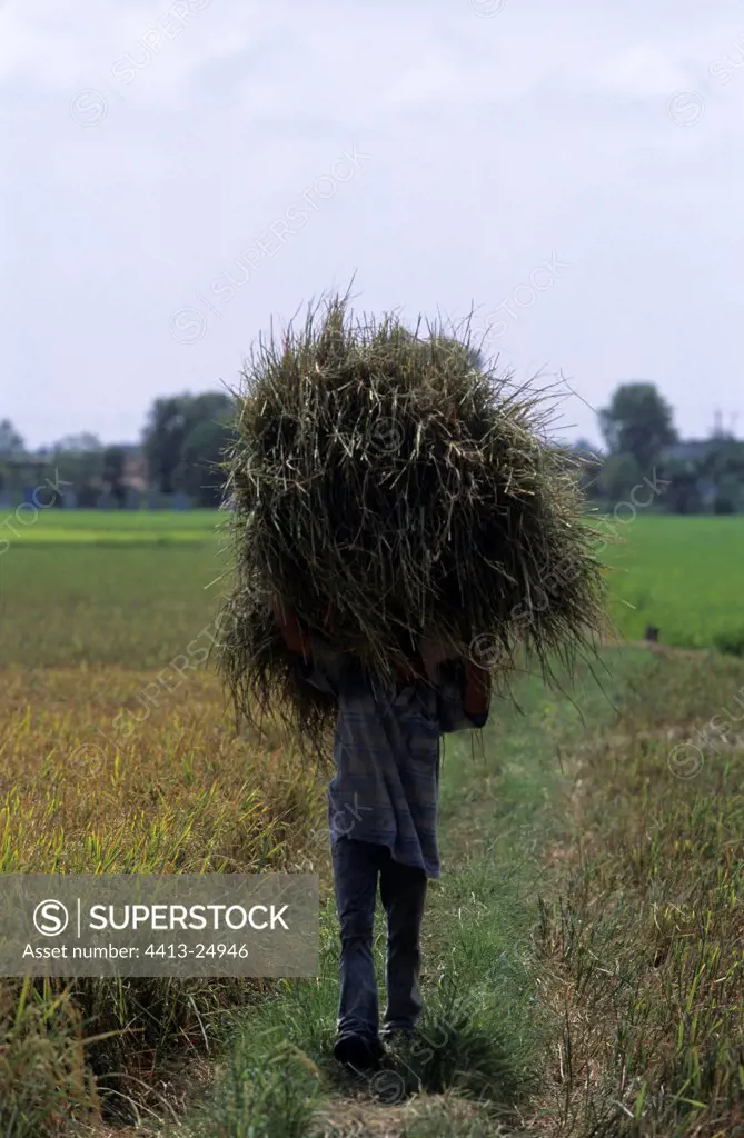 Rice carrier in direction of threshing-machine Mekong delta