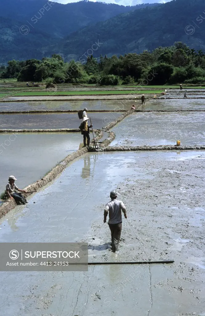 Preparation of the rice plantation before plantation Lak Lak