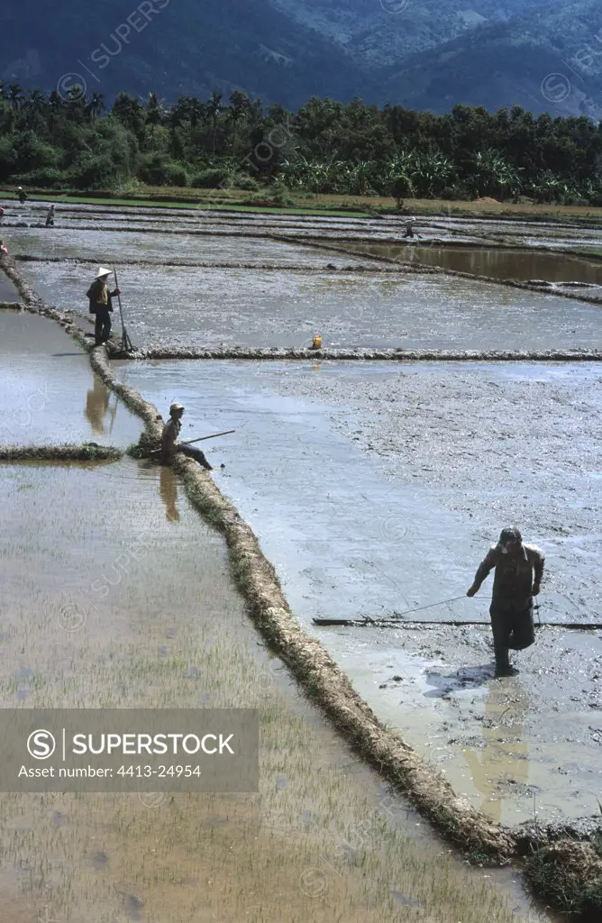 Preparation of the rice plantation before plantation Lak Lak