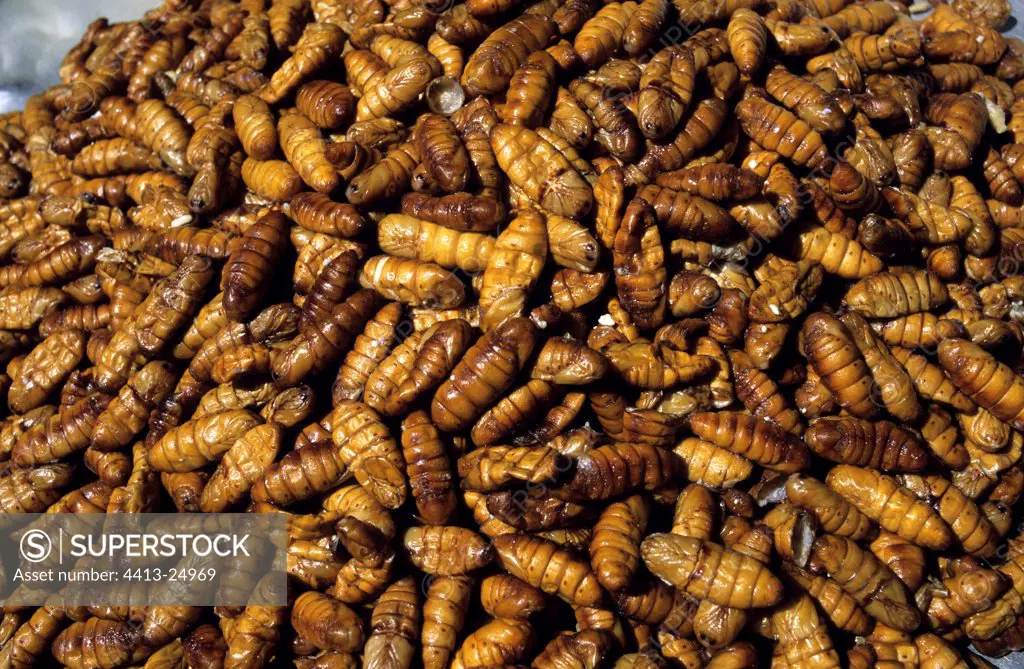 Caterpillars of Silkworms roasted for aperitif Vietnam