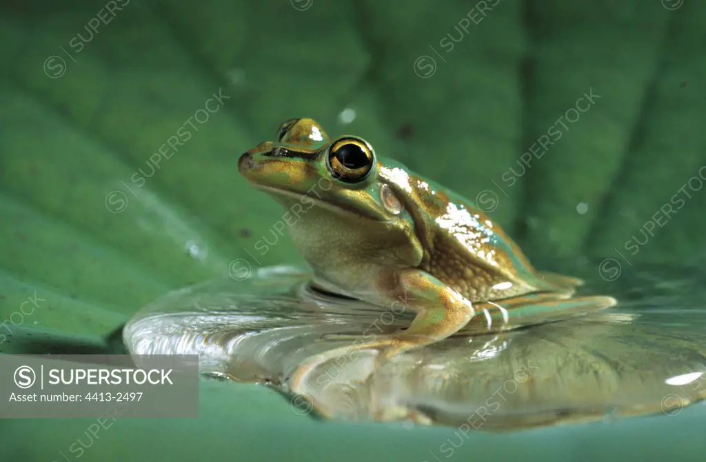Golden Bell frog sat on a water lily France