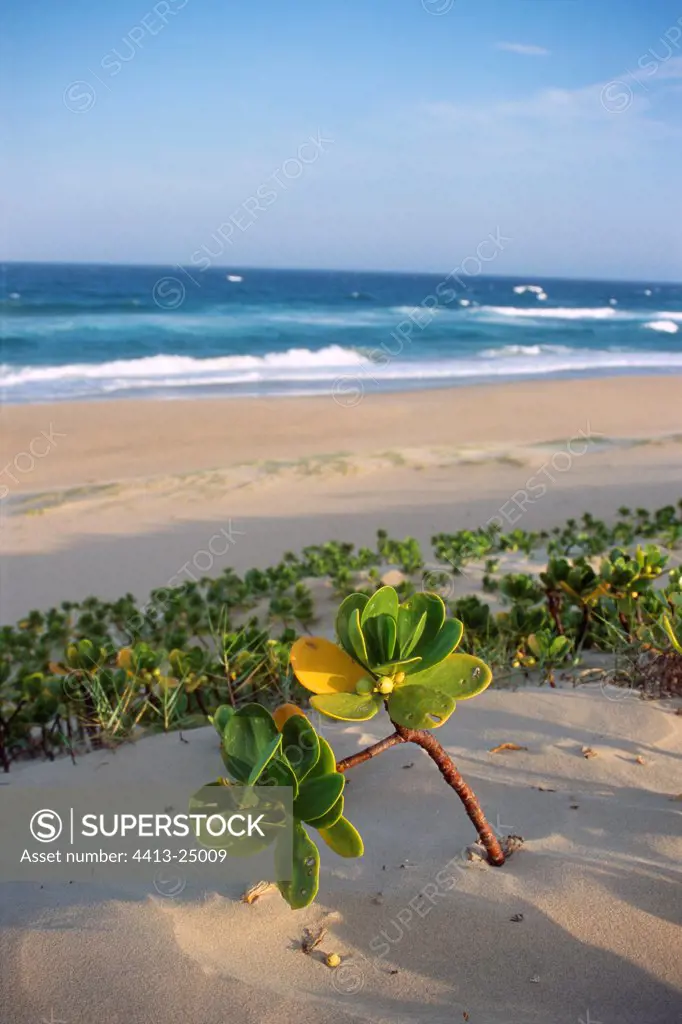 Succulent plant on sand beach Mozambique