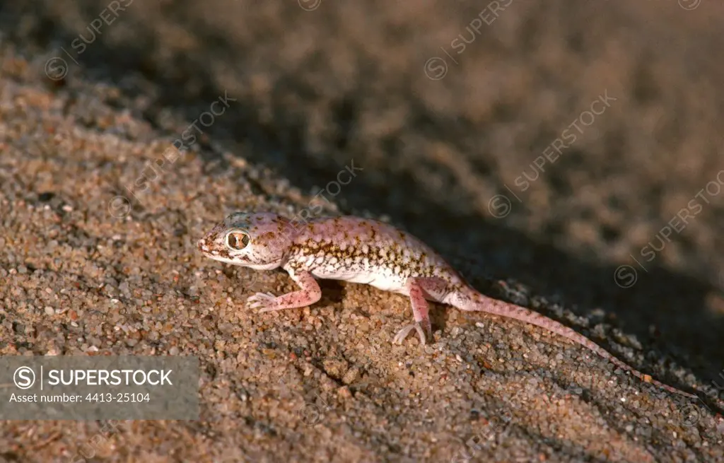 Elegant Gecko on sand Sahara Tunisia
