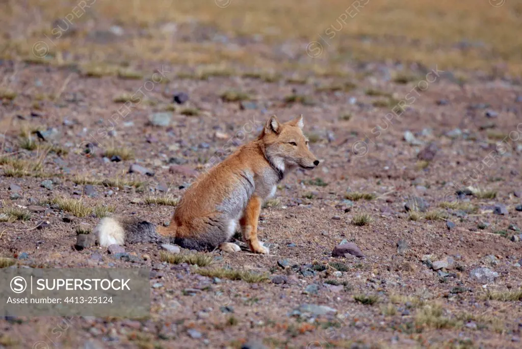 Tibetan fox sitting on stony terrain Tibet China