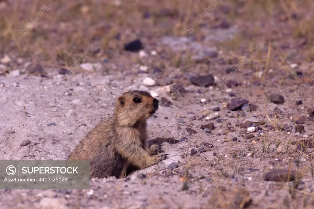 Himalayan Marmot out of its burrow Tibet China
