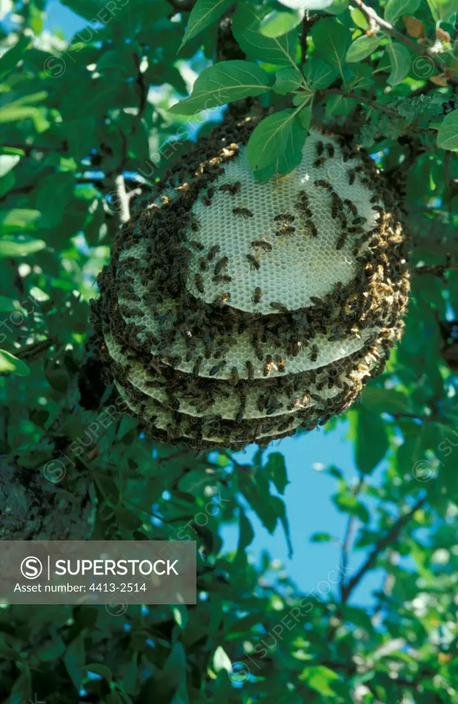 Honey bee colony in an Apple tree in a garden Gironde France
