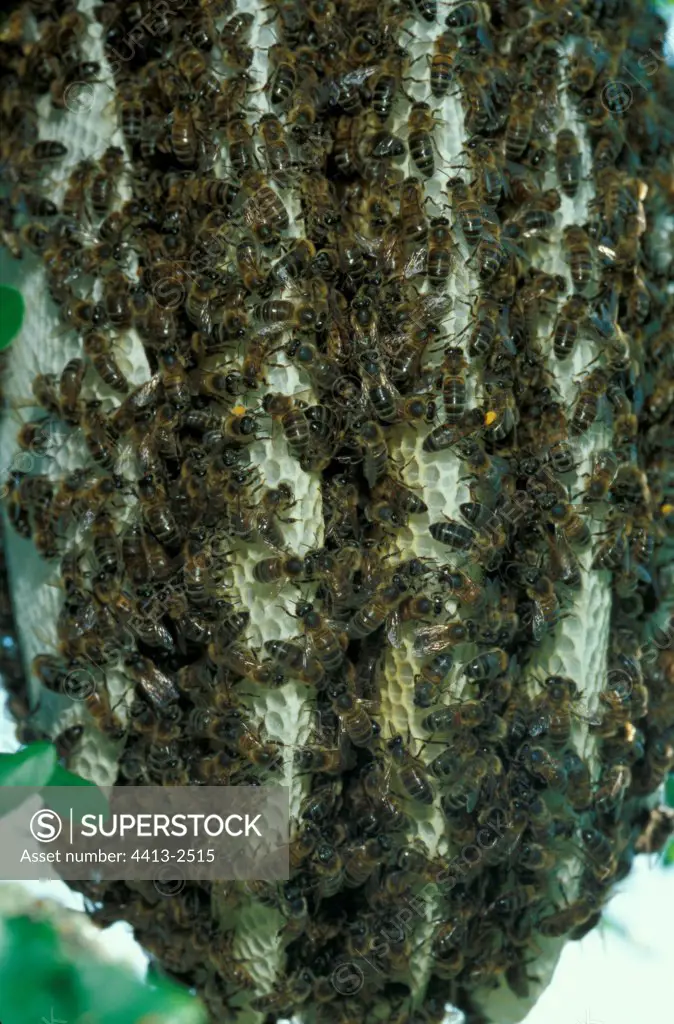 Honey bee colony in an Apple tree in a garden Gironde France
