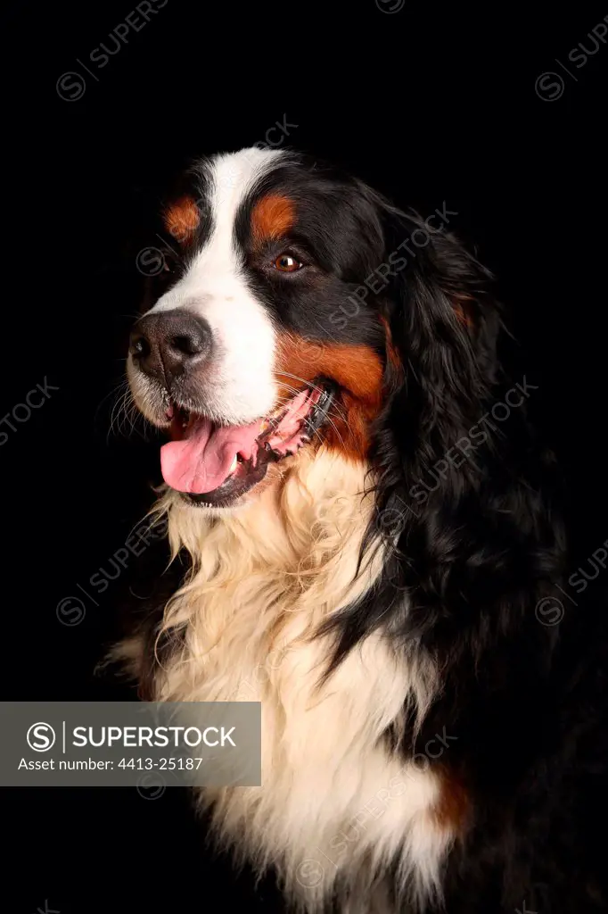 Portrait of an adult Berner Sennenhund France