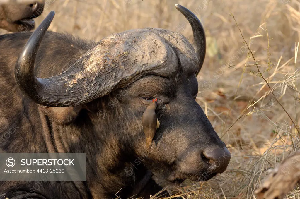 Red-billed oxpeckers on a Cape buffalo South Africa