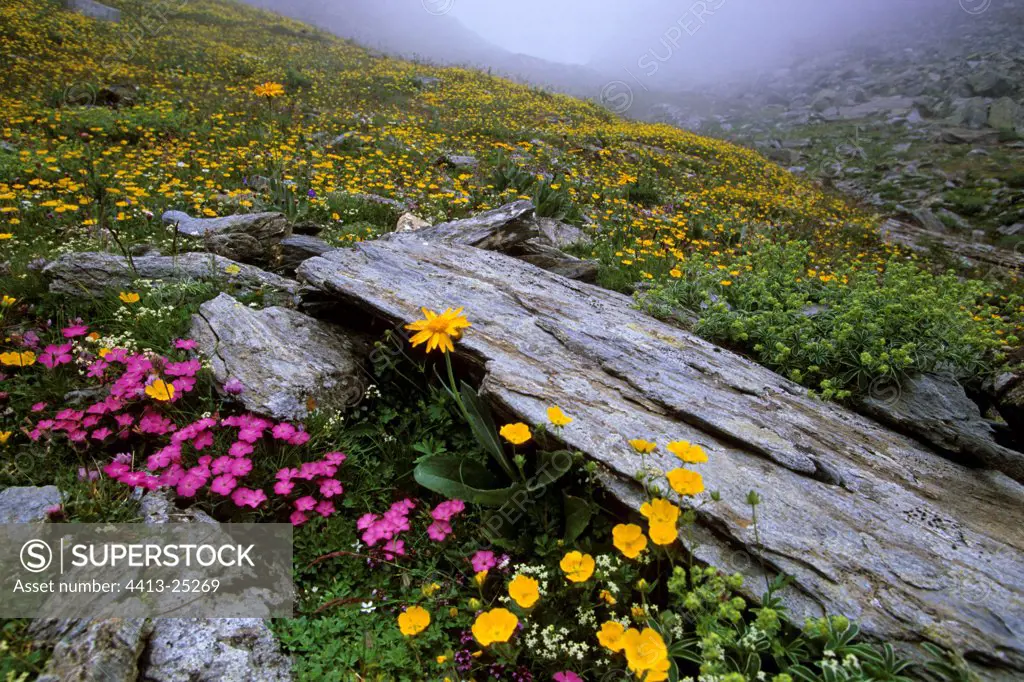 Wild garden of the Alps Regional Natural reserve of Queyras