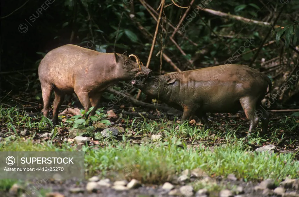 Two male Babirusas fighting in Aduduk Natural Park Indonesia