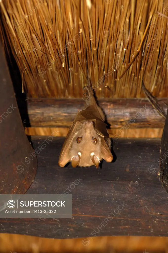 Peter's Epauletted Fruit Bat South Africa