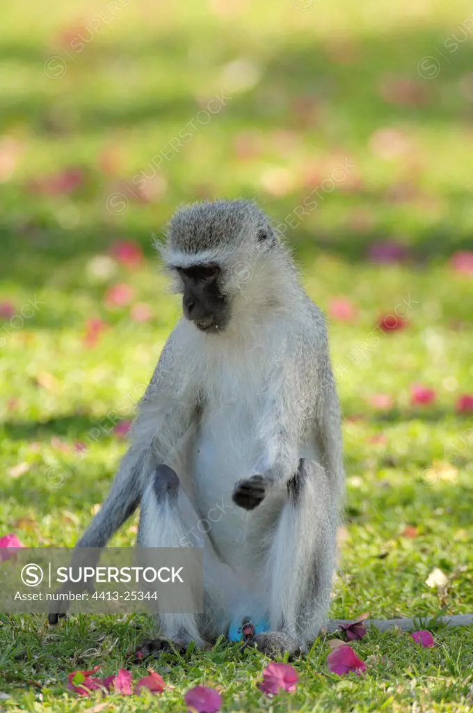 Green monkey sitting in grass South Africa