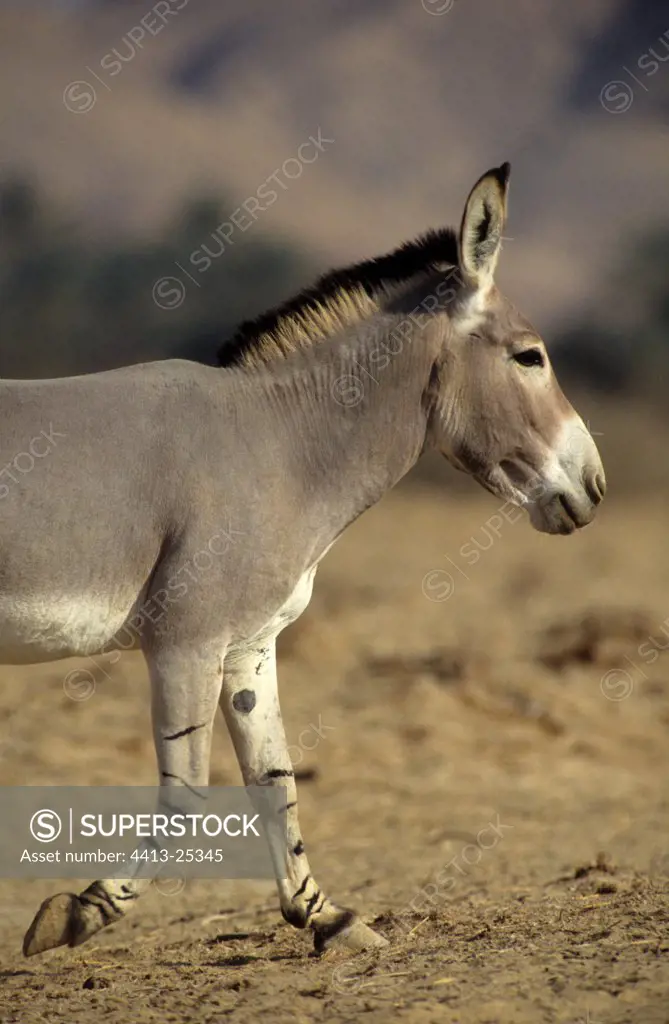 Somalia wild ass in the Neguev desert Israel