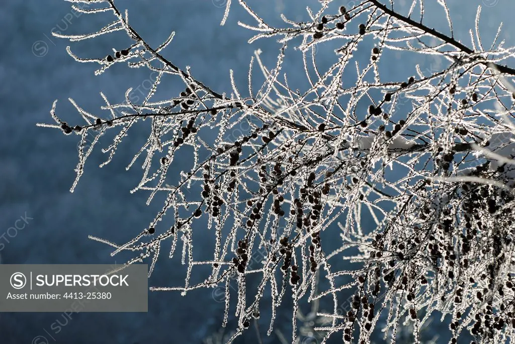 Frosted branches of larch Anglard Auvergne France
