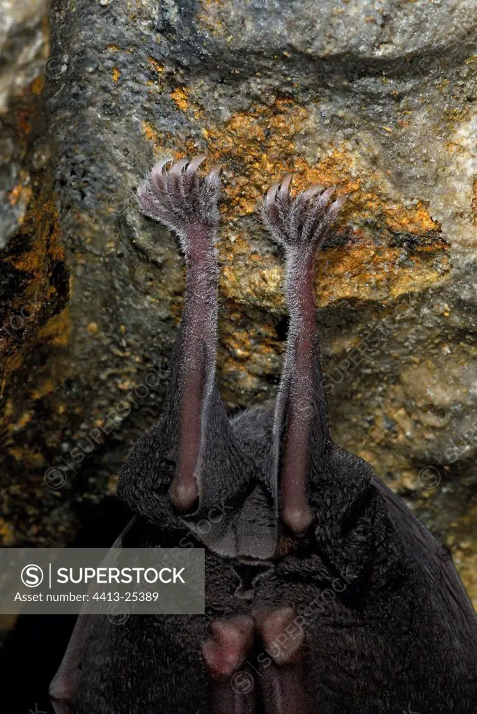 Feet of Greater Horseshoe bat in hibernation Auvergne
