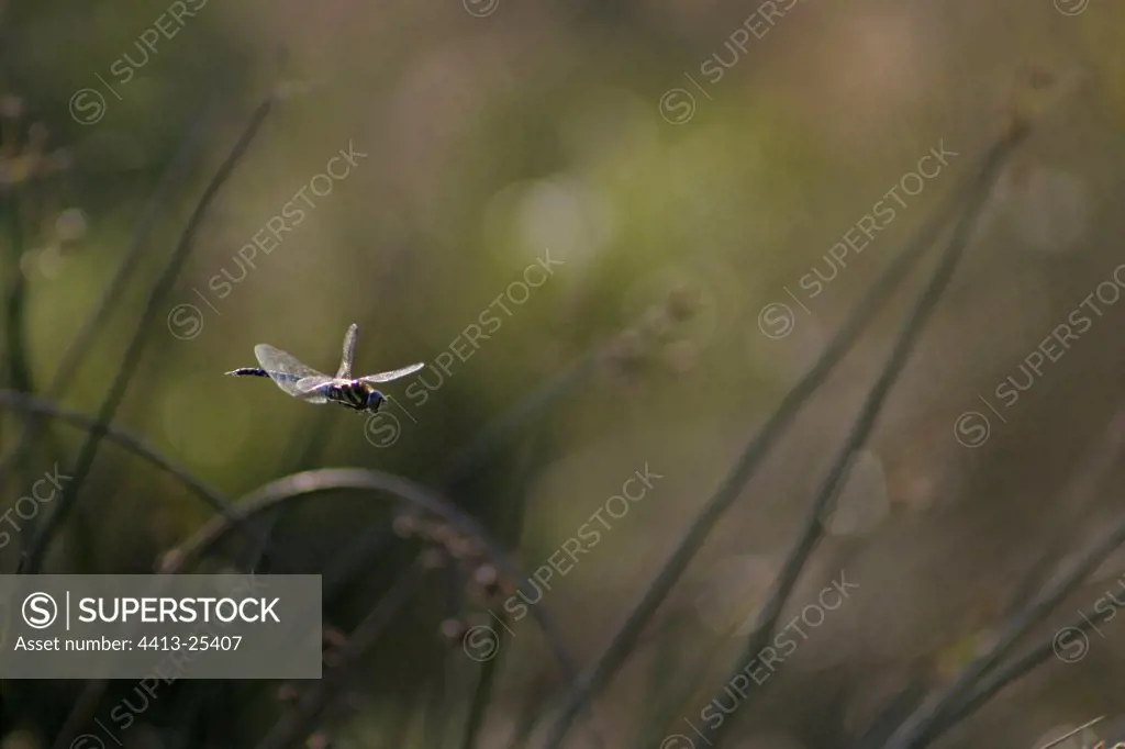 Dragonfly in flight above the Rushes France