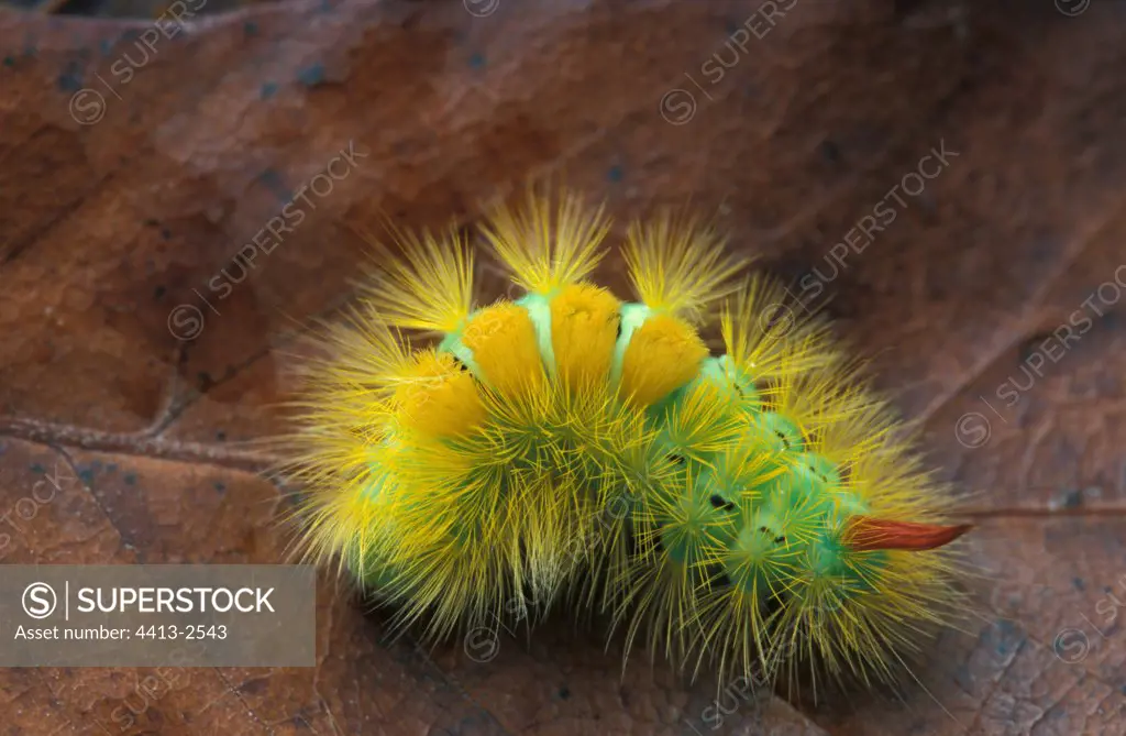 Pale tussock caterpillar on a dead leaf Gironde France