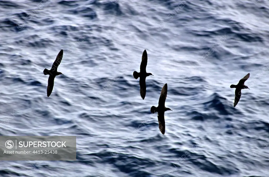 Audubon's Shearwaters flying Galapagos