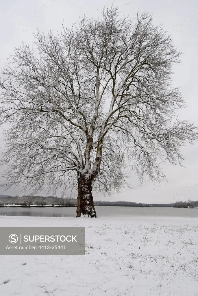 Airbone plane-tree in winter Forges pond France 4/4