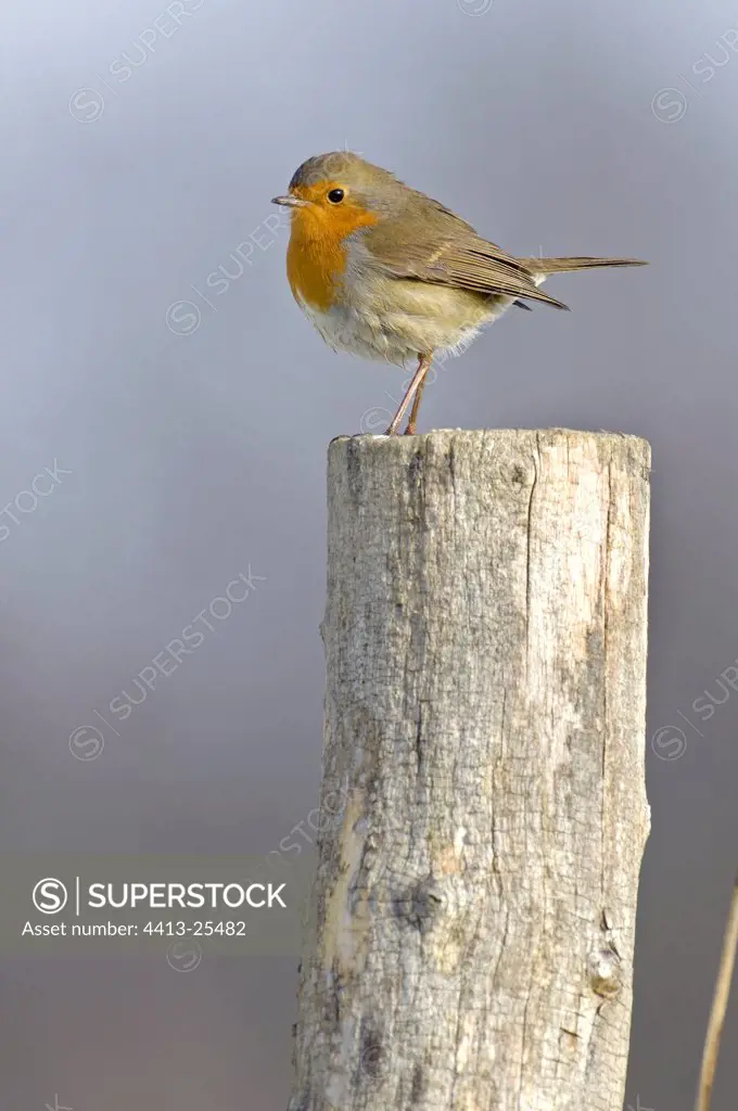 European robin on a post