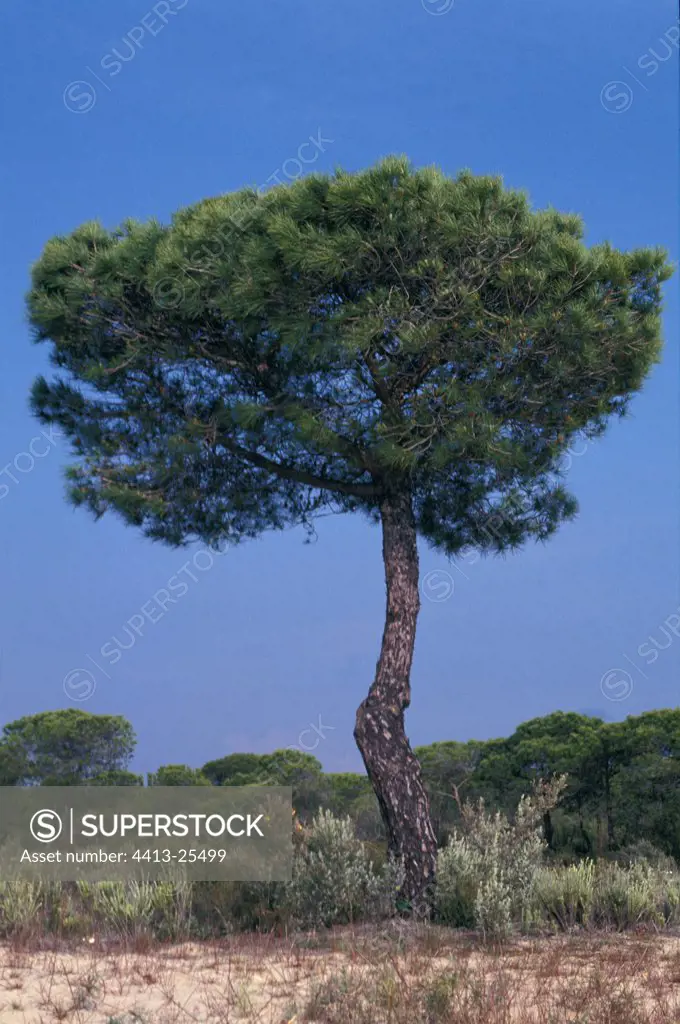 Pine insulated in the scrubland Spain